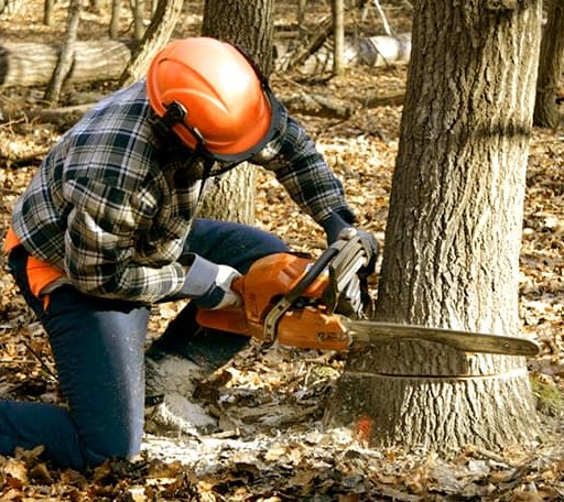 Tree Removal in Hampton, NH